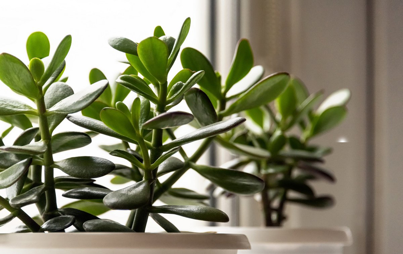 Ось чому вдома не можна вирощувати грошове дерево